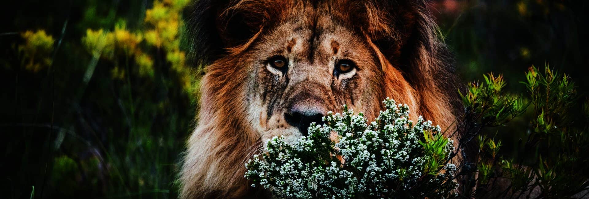 Gondwana Game Reserve - Lion